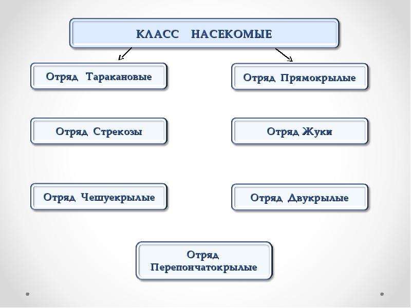 Классификация насекомых схема