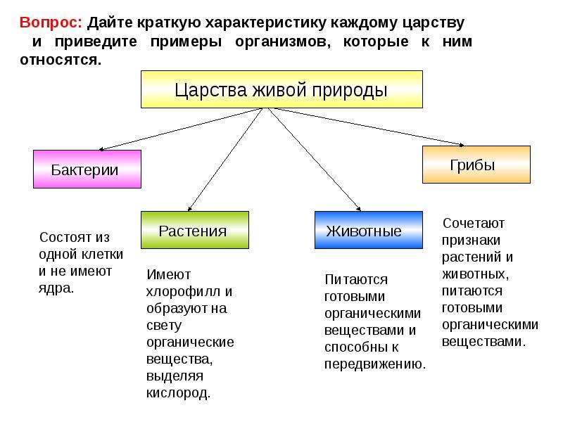 Презентация по биологии на тему