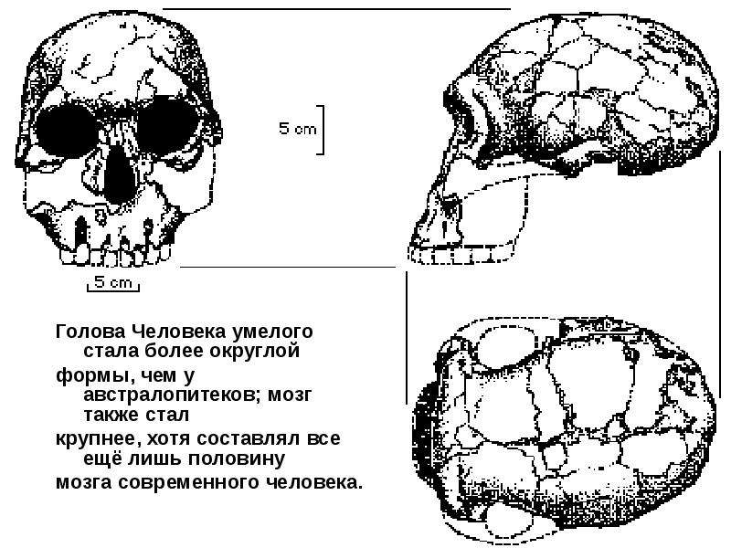 На рисунках изображены реконструкции скелета черепа тела и внешнего облика вымершего примата