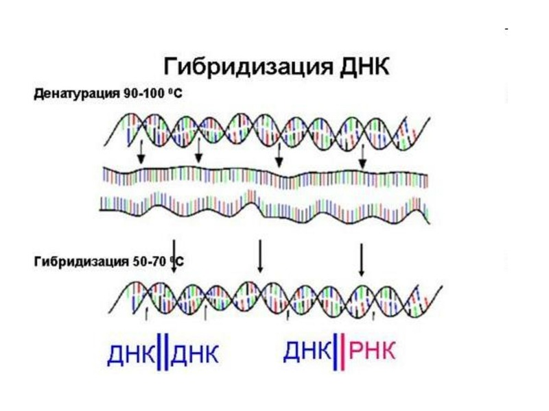 Реакции днк. Метод молекулярной гибридизации схема. Метод молекулярной гибридизации ДНК зонд. Гибридизация с ДНК-зондами. Метод молекулярной гибридизации схема зонды.