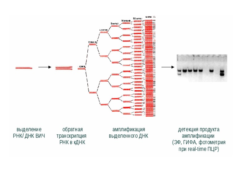 Рнк вируса количественно. ПЦР РНК. Схема ДНК-полимеразной реакции. Полимеразная цепная реакция методика исследования. ПЦР диагностика методом ПЦР.