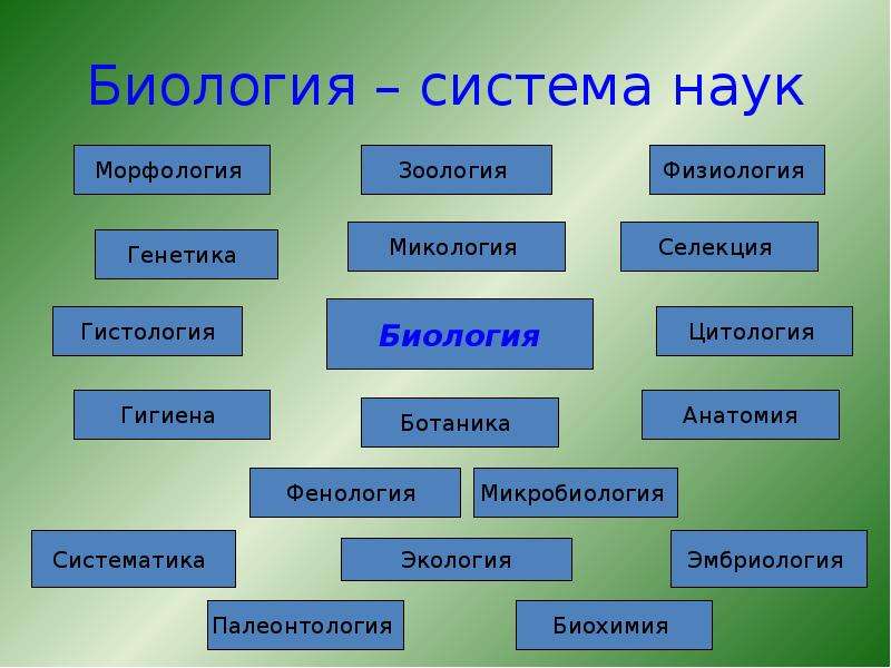 Разделы биологии схема