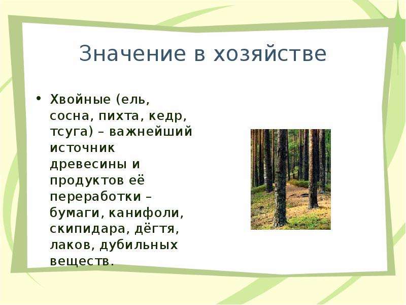 Значение сосны. Значение ели и сосны. Значение лиственницы. Ель значение для человека. Значение ели в природе.