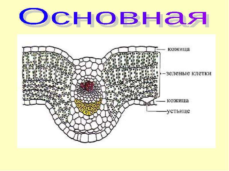 Основная ткань на рисунке обозначена буквой