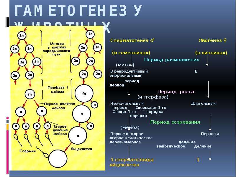 Гаметогенез у животных презентация