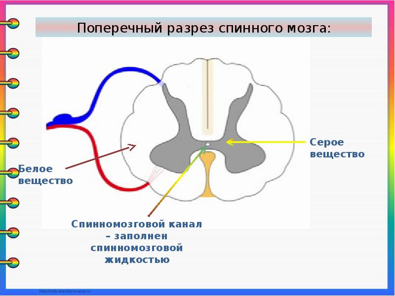 Презентация строение спинного мозга 8 класс презентация