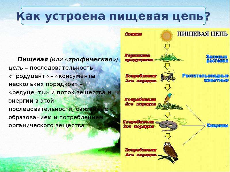 Поток энергии цепи питания презентация по биологии