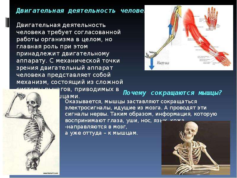 Проект на тему физика в человеческом теле