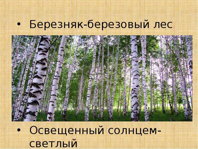 Лес синоним. Березы в Березняках. Слово Березняк. Березовый лес описать. Изложение на тему Берёзовая роща.