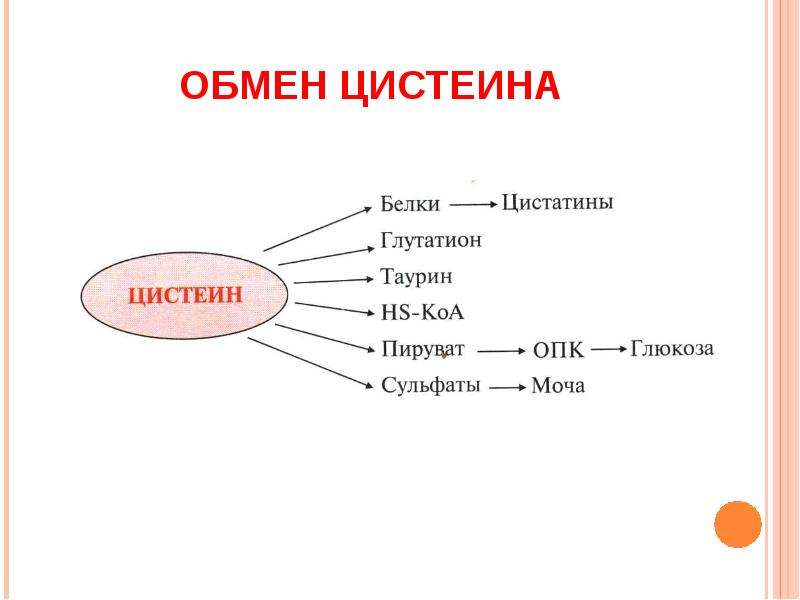 3 обмен белков. Схема обмена цистеина. Обмен цистеина биохимия схема. Биологическая роль цистеина. Цистеин биологические функции.