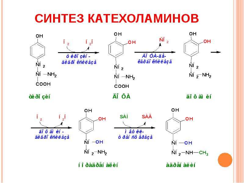 Синтез тирозина. Схема механизма действия катехоламинов. Синтез катехоламинов. Синтез катехоламинов биохимия. Механизм образования катехоламинов.