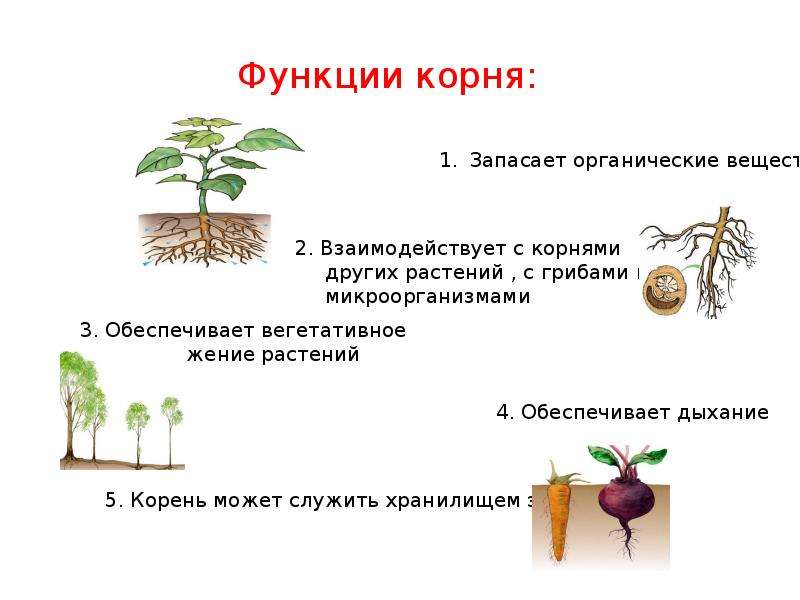 Написать значение корня. Значение корня в жизни растения. Значение корня в жизни растений презентация. Роль корня для растения.