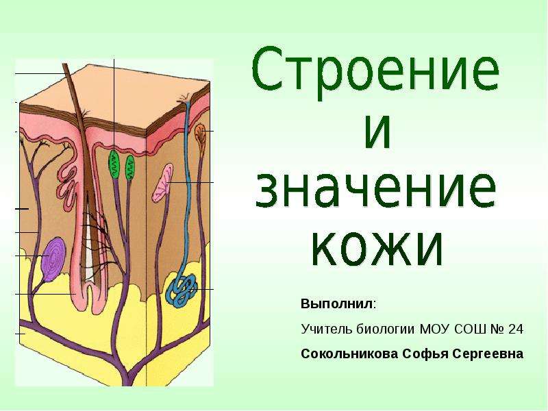 Рисунок по биологии 8 класс строение кожи