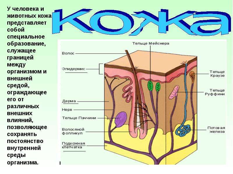 Функции кожи картинка