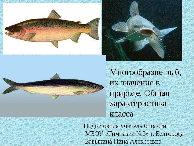 Презентация По биологии Многообразие рыб и их значение в природе