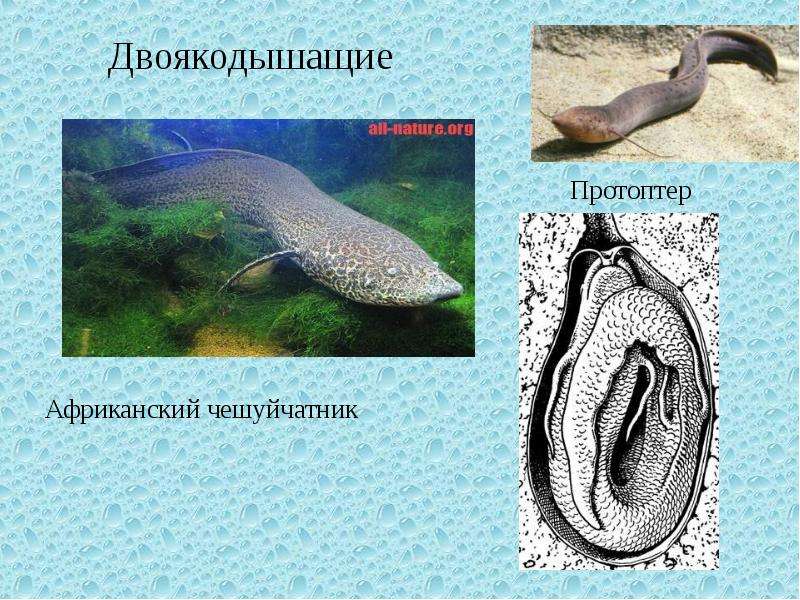 По биологии Многообразие рыб и их значение в природе, слайд 6