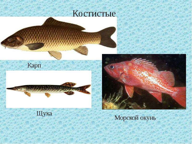 По биологии Многообразие рыб и их значение в природе, слайд 8