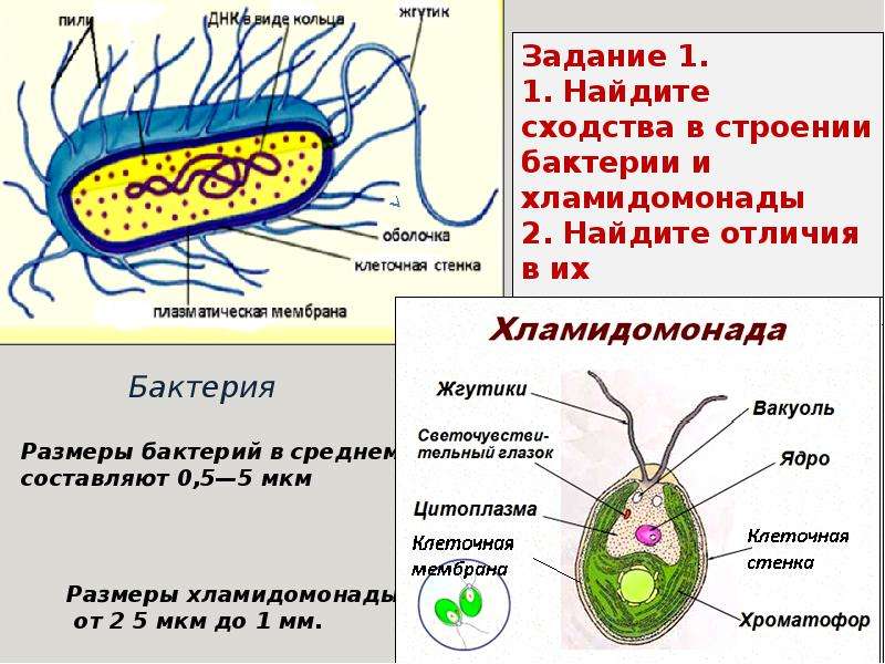 Жизнедеятельность бактерий 5. Строение и жизнедеятельность бактерий. Строение бактерии. Строение и жизнедеятельность бактерий таблица. Бактерии строение и жизнедеятельность виды.