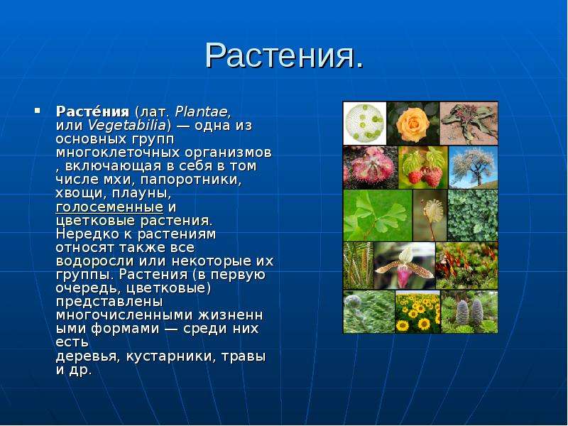 Растения. Расте́ния (лат. Plantae, или Vegetabilia) — одна из основных групп многоклеточных организм