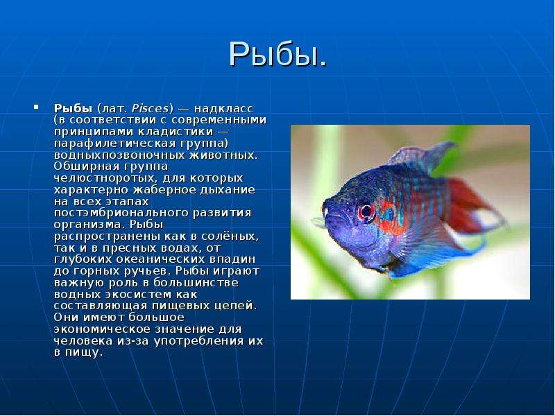 Рыбы. Рыбы (лат. Pisces) — надкласс (в соответствии с современными принципами кладистики — парафилет