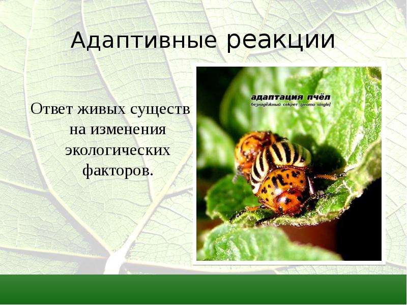 Реагировать на изменения окружающей среды. Адаптация пчел. Живое существо и его функции. Адаптация пчёл - Солнечная пудра.