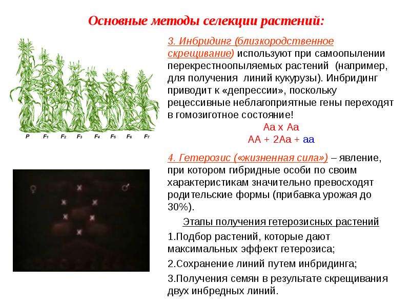 Биология 9 класс селекция растений презентация