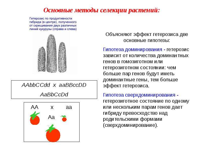 Селекция растений презентация