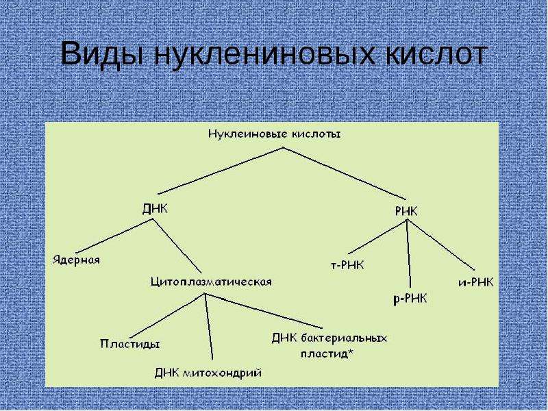 Лестница жизни биология 9 класс проект