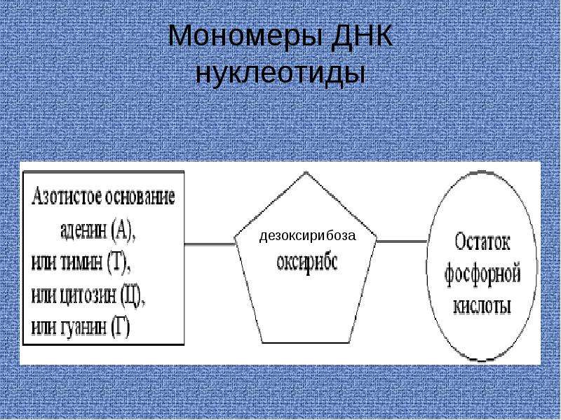 Лестница жизни биология 9 класс презентация