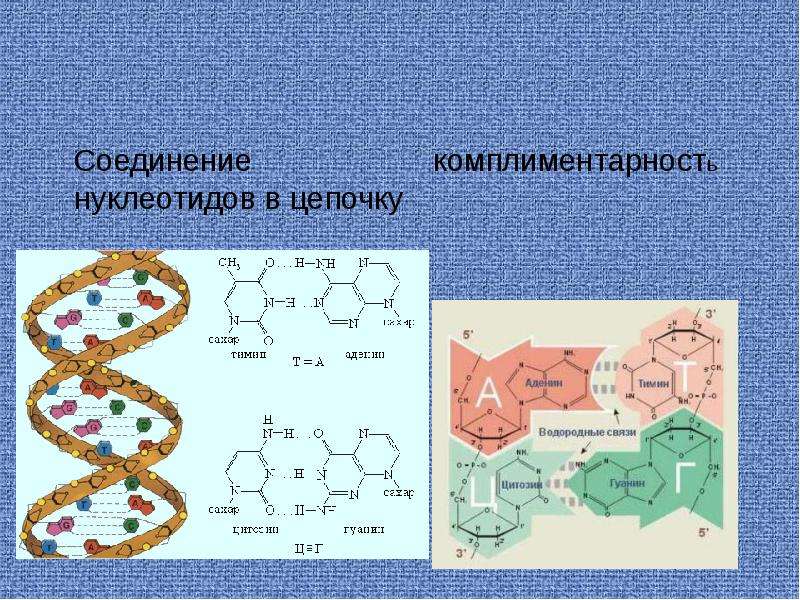 Лестница жизни биология 9 класс презентация