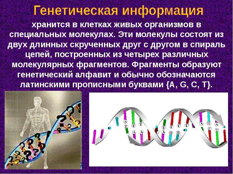 Хранит наследственную информацию. Генетическая информация в клетке. Кодирование наследственной информации. Генетическая информация в клетке хранится в. Наследственная информация хранится в.