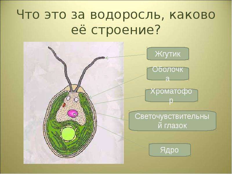 Наличие хроматофор. Хроматофор строение. Хроматофор у водорослей. Вопрос про хроматофор. Что такое хроматофоры водорослей 5 класс.