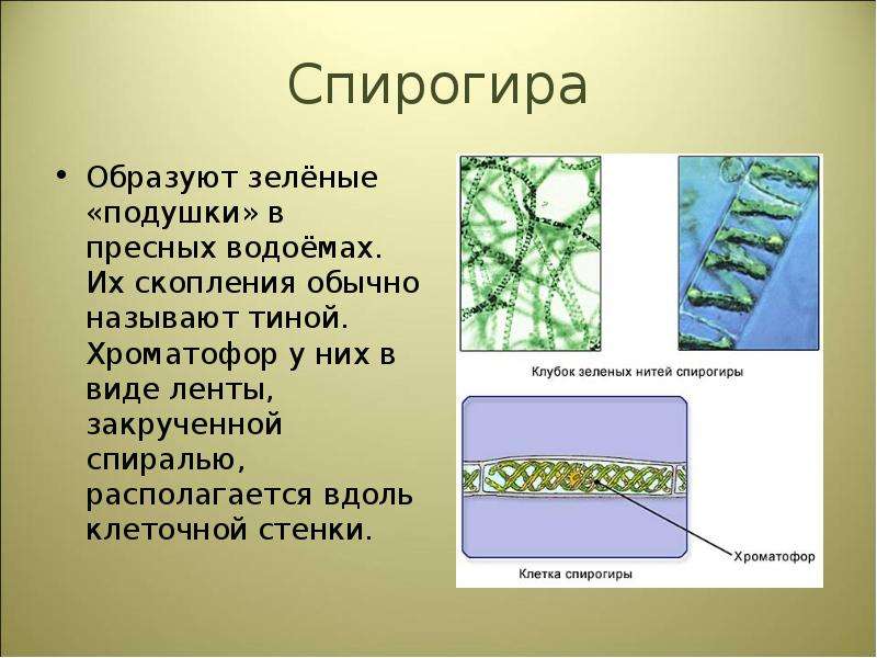 Имеют спиралевидный хроматофор