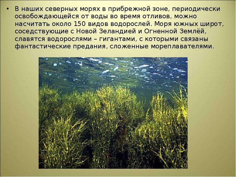 Ресурсы прибрежных зон. Виды водорослей в прибрежной зоне. Какие виды водорослей обитают в прибрежной зоне. На чёрном море мы встретим прибрежных водорослях. Огненная земля водоросли гиганты Легенда.