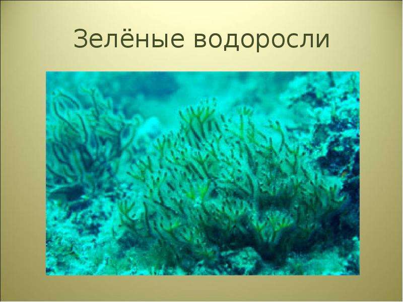 Рассмотрите изображение различных объектов живой природы зеленые водоросли мхи сумчатые грибы