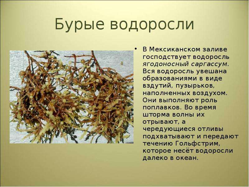 Факты о водорослях. Бурые водоросли саргассум. Ягодоносный саргассум. Интересные факты о водорослях. Интересные факты о бурых водорослях.
