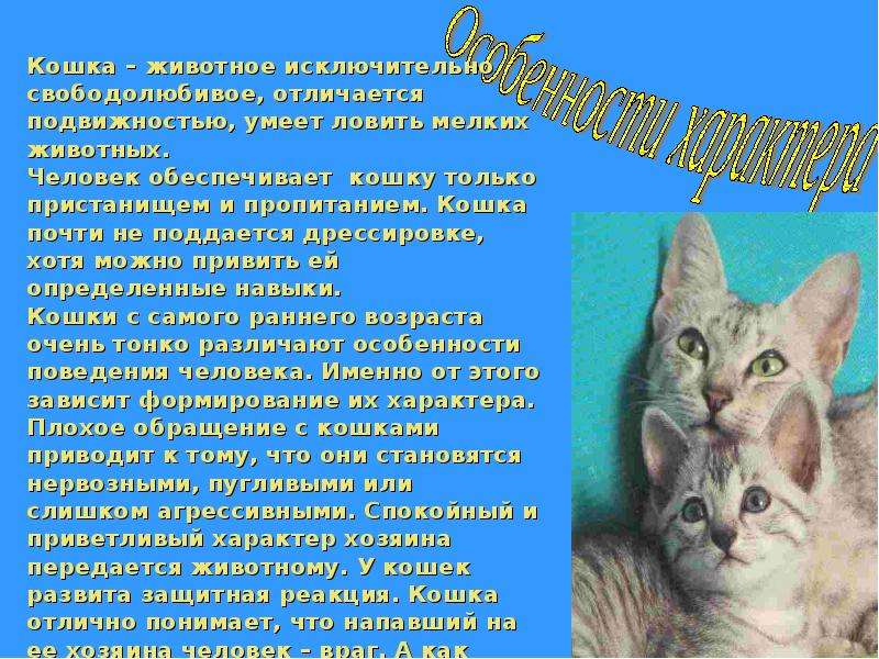 Расскажи кошки. Сообщение о кошке. Доклад про кошек. Информация о домашних кошках. Сведения о домашней кошке.