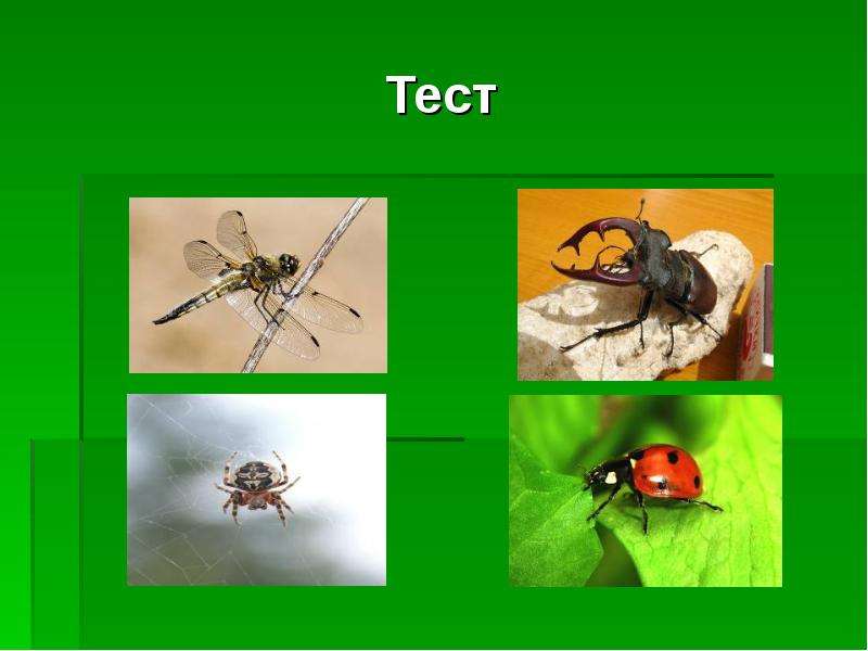 Тест насекомые. Кто такие насекомые тест. Проверочная работа кто такие насекомые 1 класс. Тест насекомые 1 класс.