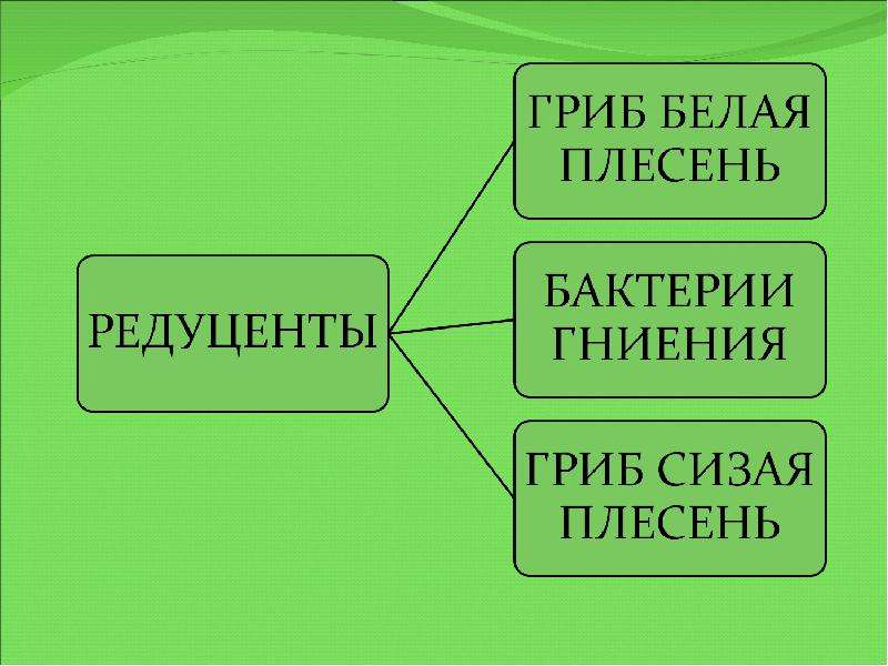 Презентация по биологии сообщества живых организмов