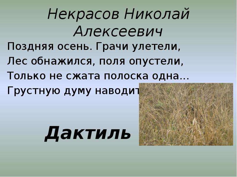 Несжатый. Поздняя осень Грачи улетели лес обнажился поля опустели. Некрасов Грачи улетели. Некрасов поздняя осень Грачи улетели. Николай Некрасов поздняя осень Грачи улетели.