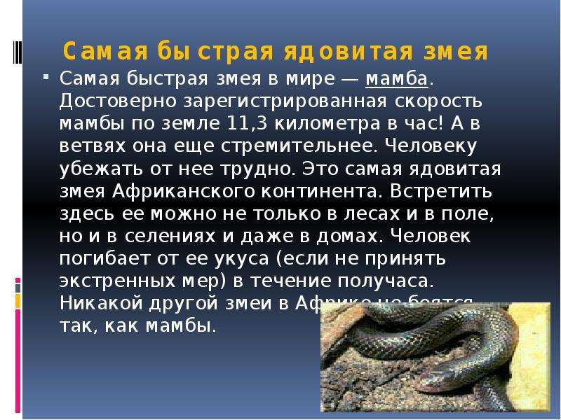 Кобра факты. Ядовитая змея черная мамба. Доклад о змеях. Рассказ про змею. Доклад про змей.
