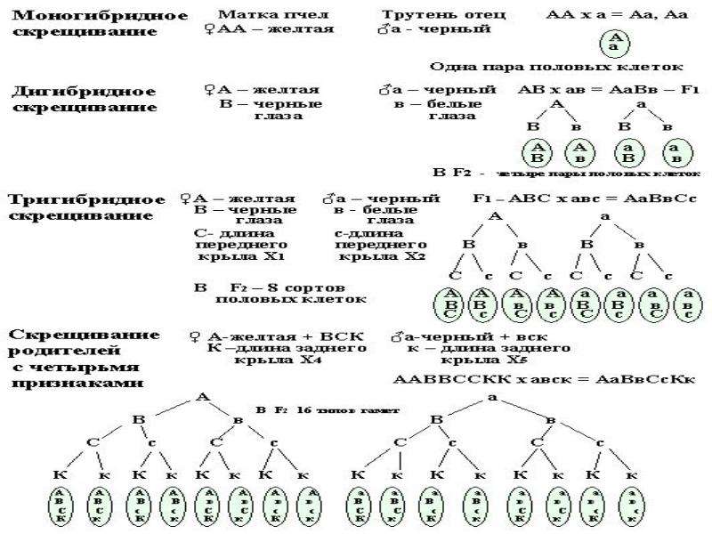 Полигибридное скрещивание презентация