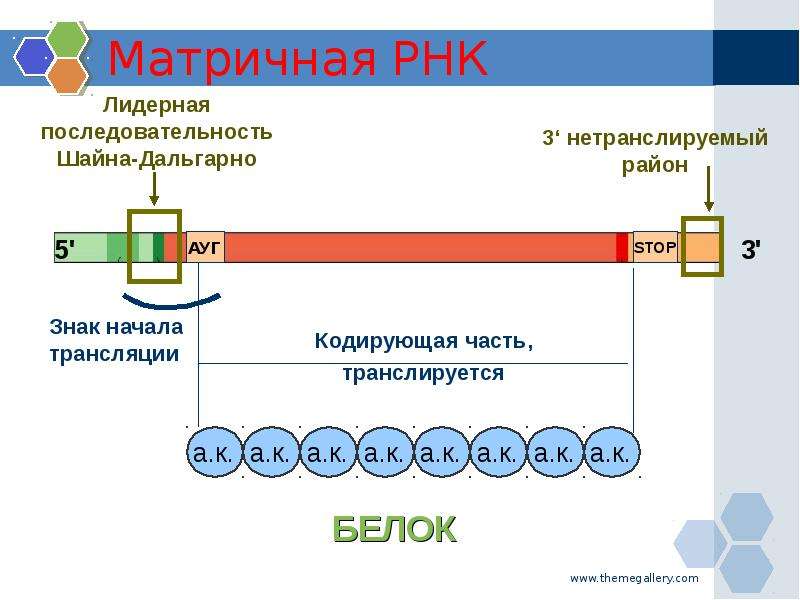 Вакцины на основе мрнк. Строение матричной РНК биохимия. РНК последовательность Шайна Дальгарно. Лидерная последовательность. Вакцины на основе матричной РНК.