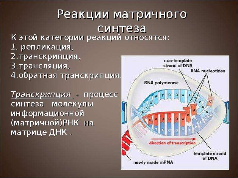 Презентация по биологии 10 класс генетический код