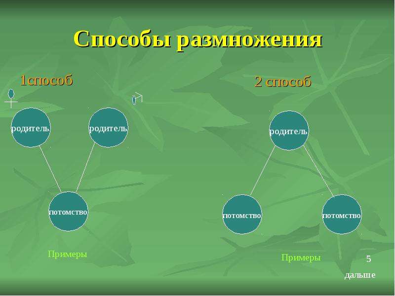 Способы размножения. Как размножаются живые организмы. Размножение живых организмов 5 класс биология. Размножение организмов 5 класс.