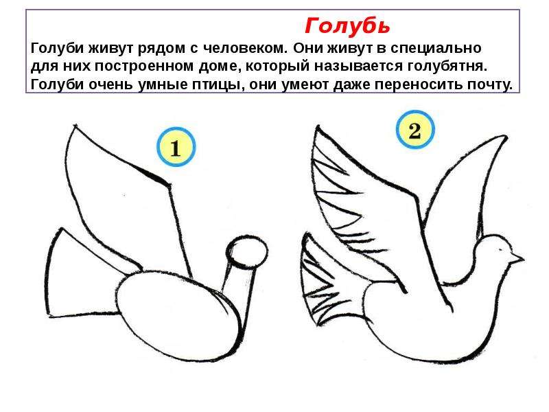 Рисуем голубя поэтапно для детей