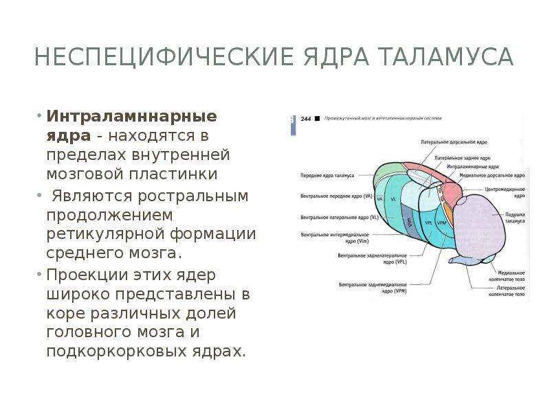 Функции таламуса промежуточного мозга. Неспецифические ядра таламуса схема. Ассоциативные ядра таламуса и их функции. Ядра таламуса и их функции специфические и неспецифические. Ассоциативные ядра промежуточного.мозга.