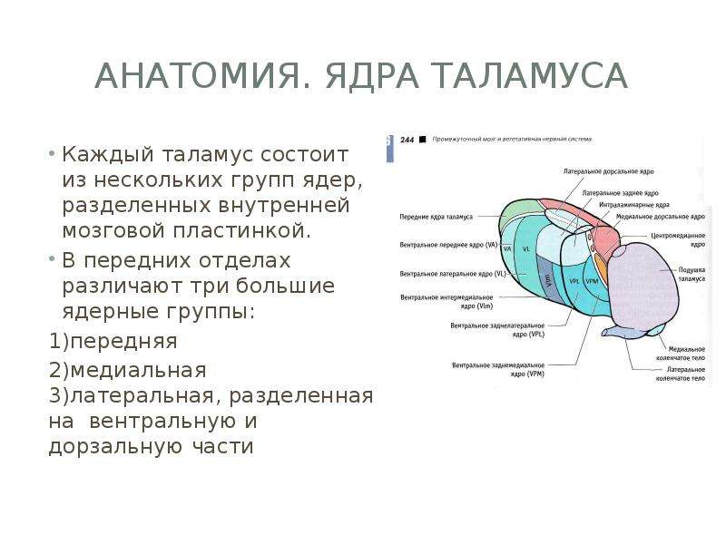 Что такое таламус. Внутреннее строение таламуса анатомия. Анатомия зрительного бугра неврология. Таламус строение ядра. Ядра подушки таламуса.