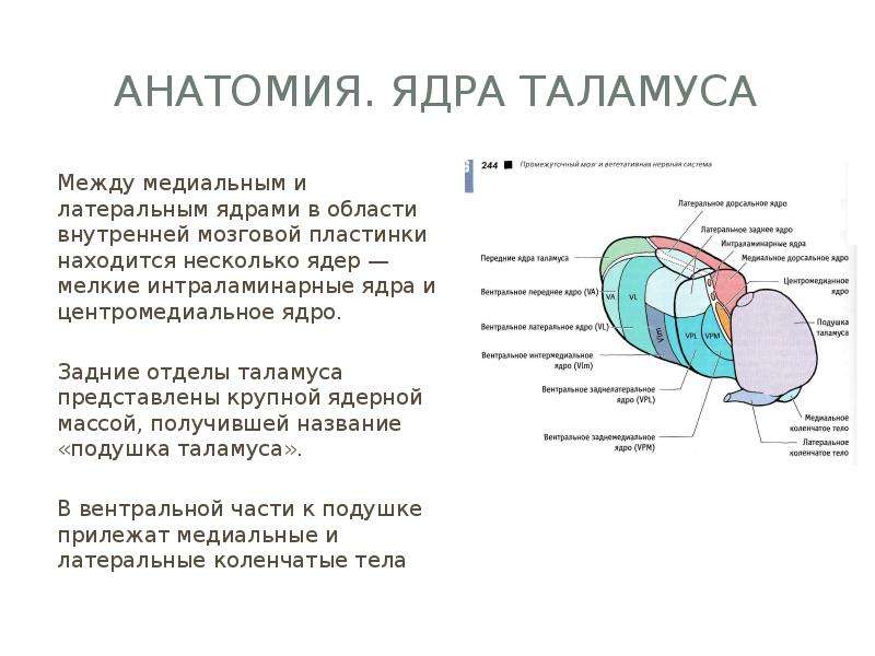 Функции таламуса промежуточного мозга. Схема расположения ядер таламуса. Заднее вентральное ядро таламуса. Вентральные ядра таламуса функции. Медиальная группа ядер таламуса функции.