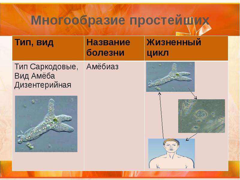 Многообразие простейших 8 класс. Многообразие простейших. Презентация на тему разнообразие простейших. Многообразие простейших ppt. Проект многообразие простейших.